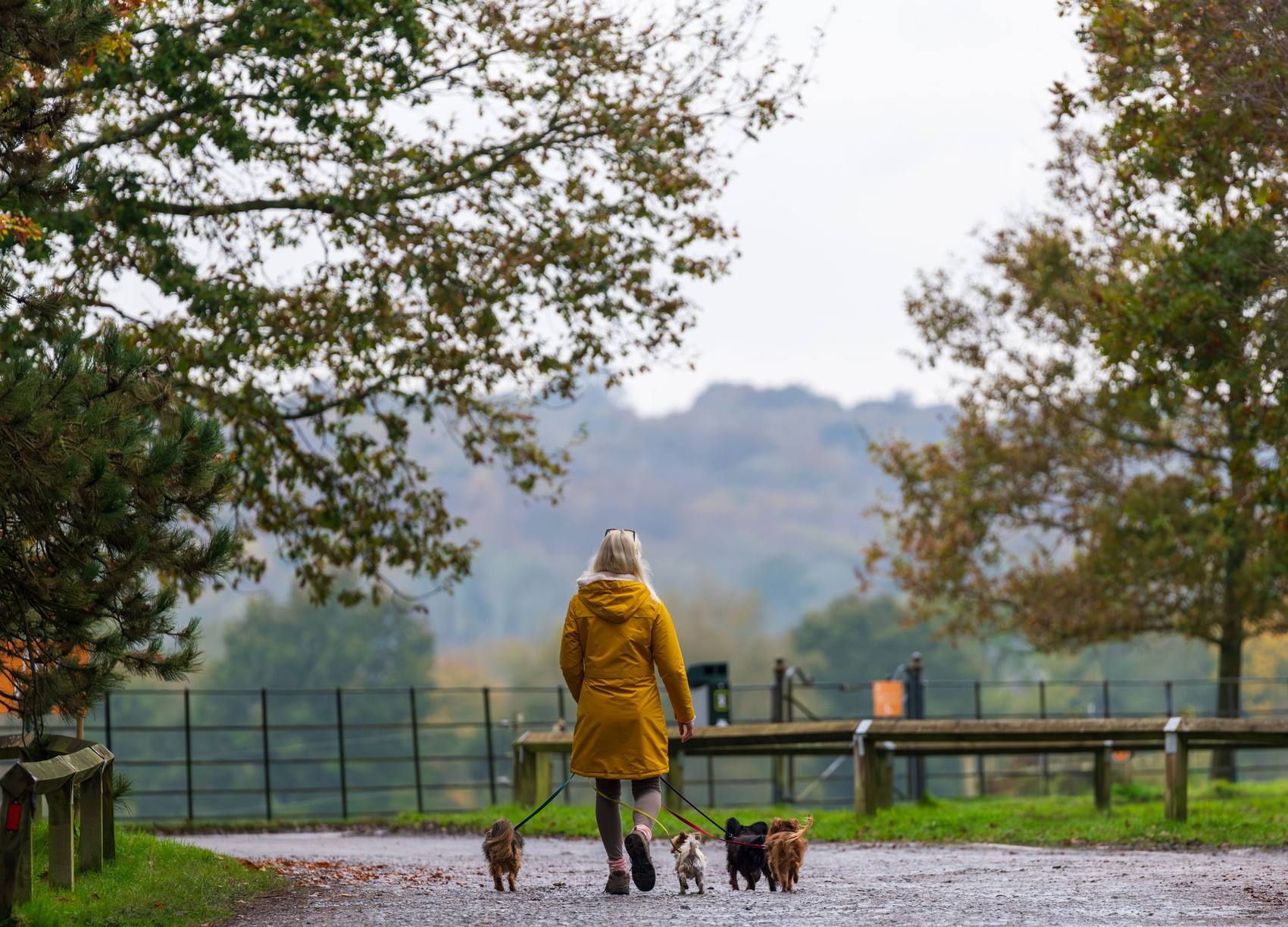 A woman walking three dogs along a park path in autumn