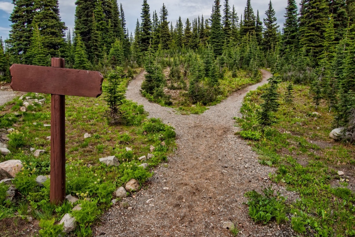 A gravel trail splits in two among evergreen trees, with a blank wooden signpost at the fork.