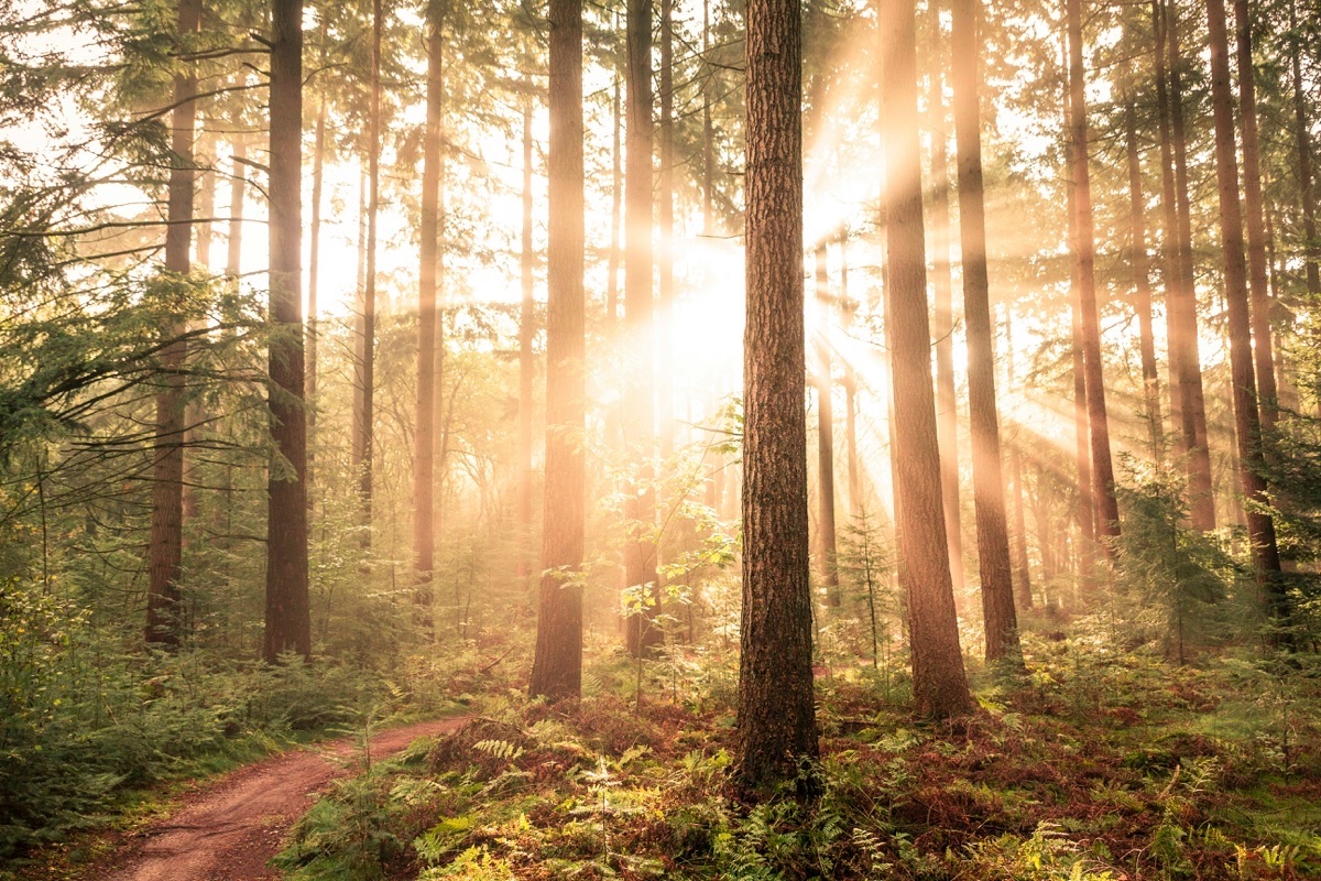 Low sun shines through tall pine trunks onto a winding dirt path and ferns.