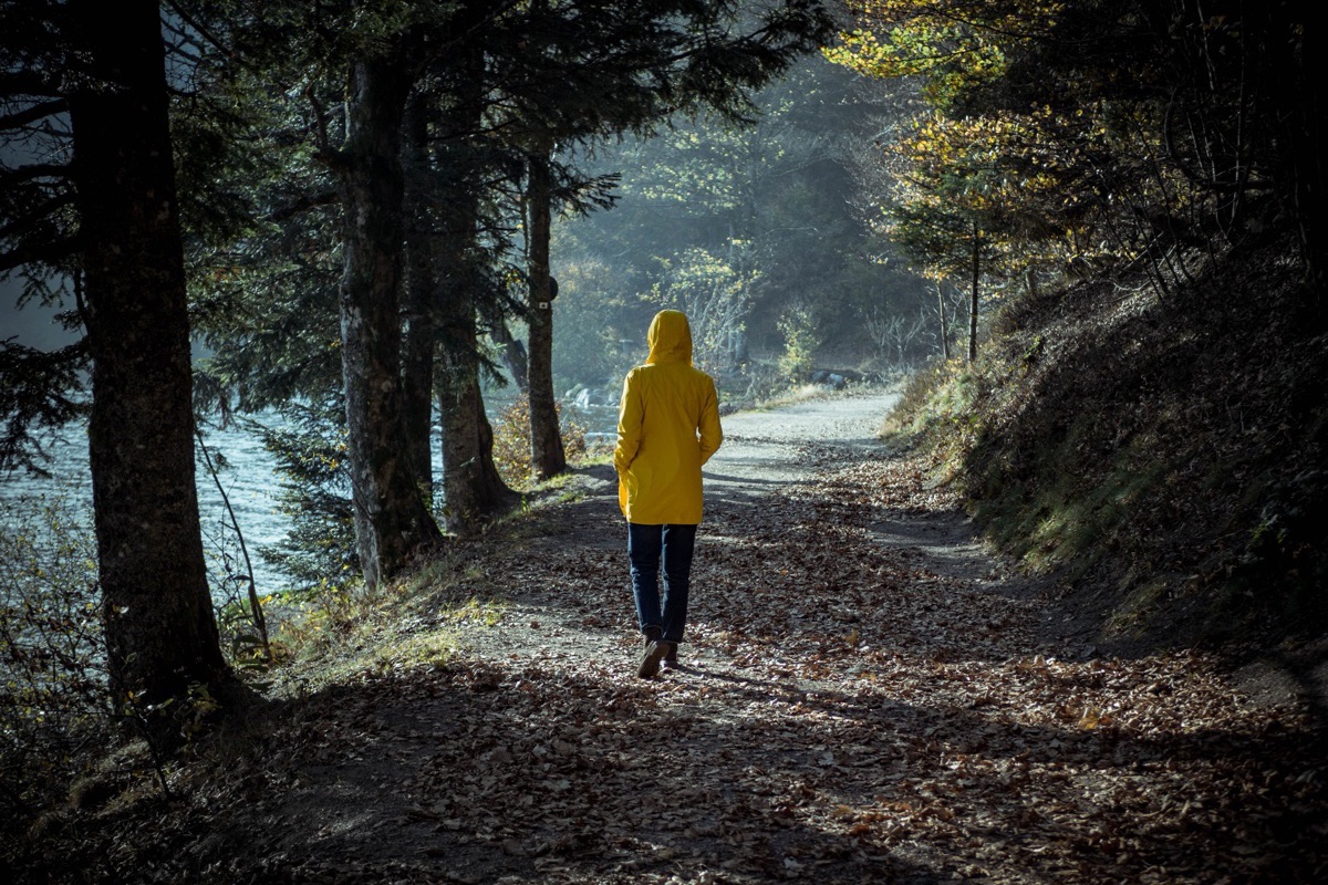 A person in a yellow hooded raincoat walks along a leaf-strewn path through tall evergreens.