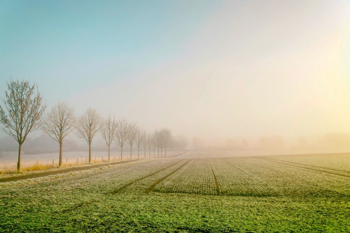 A row of bare trees fades into bright morning fog beside a frosted green field.