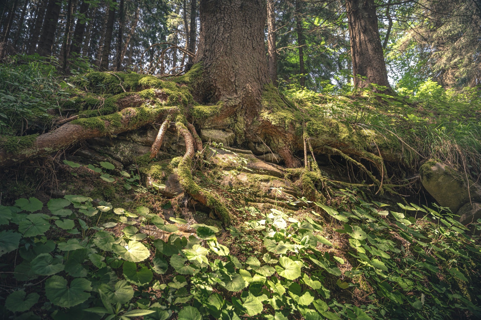 Moss-covered tree roots spread across a sunlit forest floor.